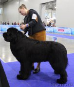 Превью фото № 222520