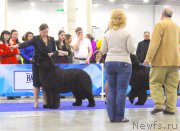 Превью фото № 222521