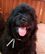 Превью фото № 222527