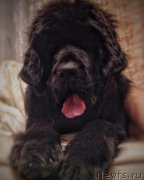 Превью фото № 222559