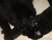 Превью фото № 222576