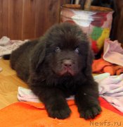 Превью фото № 222578