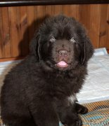 Превью фото № 222584