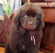 Превью фото № 222588