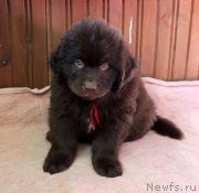 Превью фото № 222590