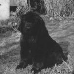 Превью фото № 2226