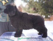 Превью фото № 222621