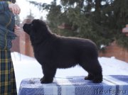 Превью фото № 222623