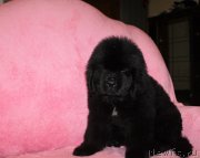 Превью фото № 222624