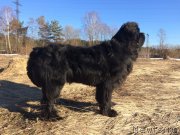 Превью фото № 222632