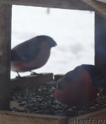 Превью фото № 222686