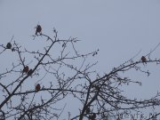 Превью фото № 222687