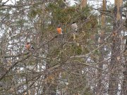 Превью фото № 222688