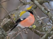 Превью фото № 222689