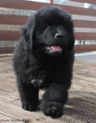 Превью фото № 222704