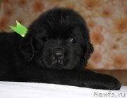 Превью фото № 222731