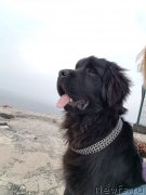 Превью фото № 222736