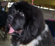 Превью фото № 222747