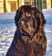 Превью фото № 222758