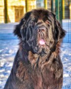 Превью фото № 222759