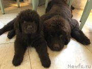 Превью фото № 222771