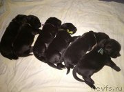 Превью фото № 222775