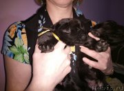 Превью фото № 222776