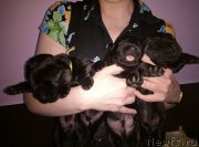 Превью фото № 222778