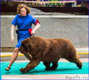 Превью фото № 222789