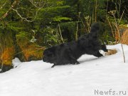 Превью фото № 222809