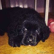 Превью фото № 222830