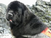 Превью фото № 222834