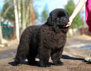 Превью фото № 222891