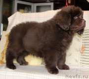 Превью фото № 222907