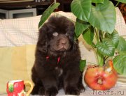 Превью фото № 222909