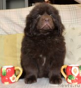 Превью фото № 222911