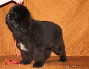 Превью фото № 222913