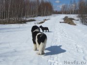 Превью фото № 222916