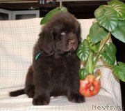 Превью фото № 222941