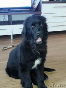 Превью фото № 222980