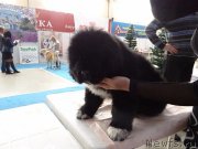 Превью фото № 222985