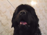 Превью фото № 222990