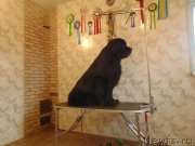 Превью фото № 222991