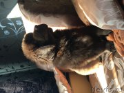 Превью фото № 223010