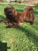 Превью фото № 223015