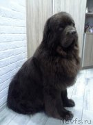 Превью фото № 223017