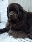 Превью фото № 223018