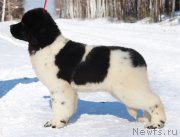 Превью фото № 223020