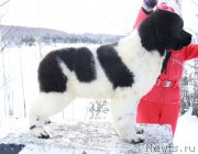 Превью фото № 223021