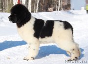 Превью фото № 223024